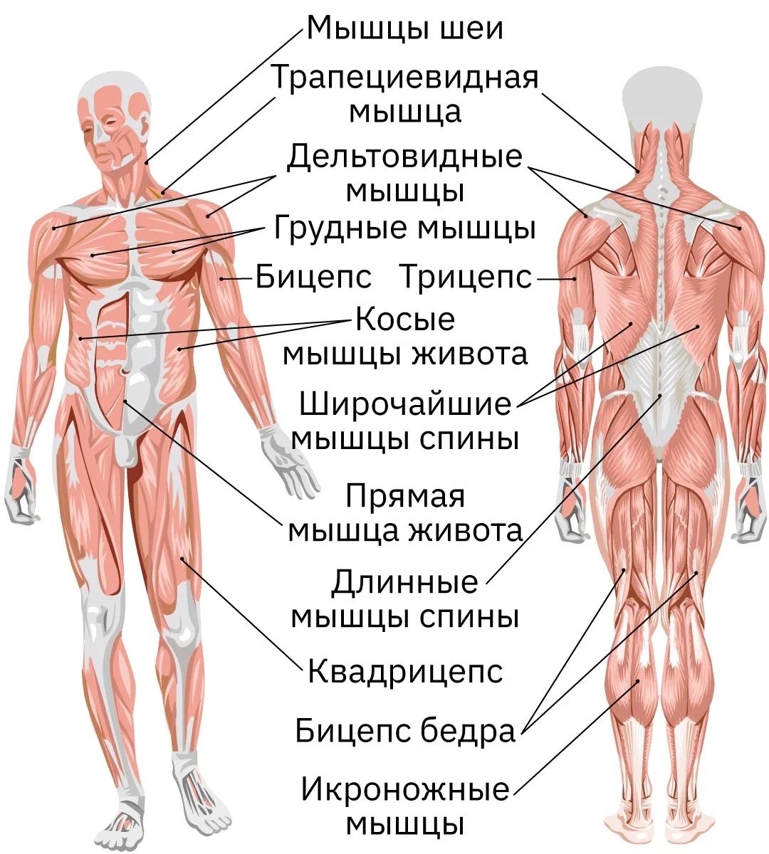 Почему болят мышцы после тренировки — и что с этим делать