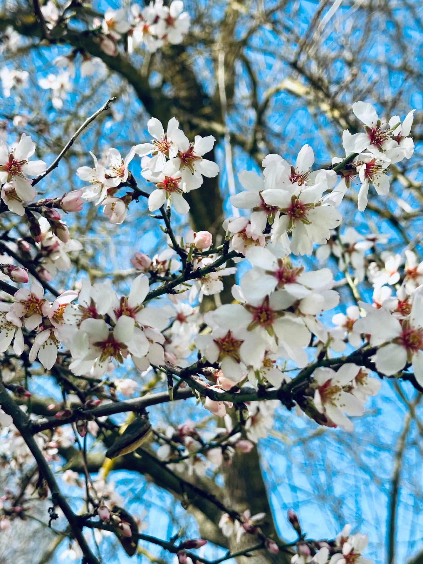 🌸 Весна в Крыму — время цветущих садов и зелёных парков  Тёплые дни, яркие цветы и ухоженные террито