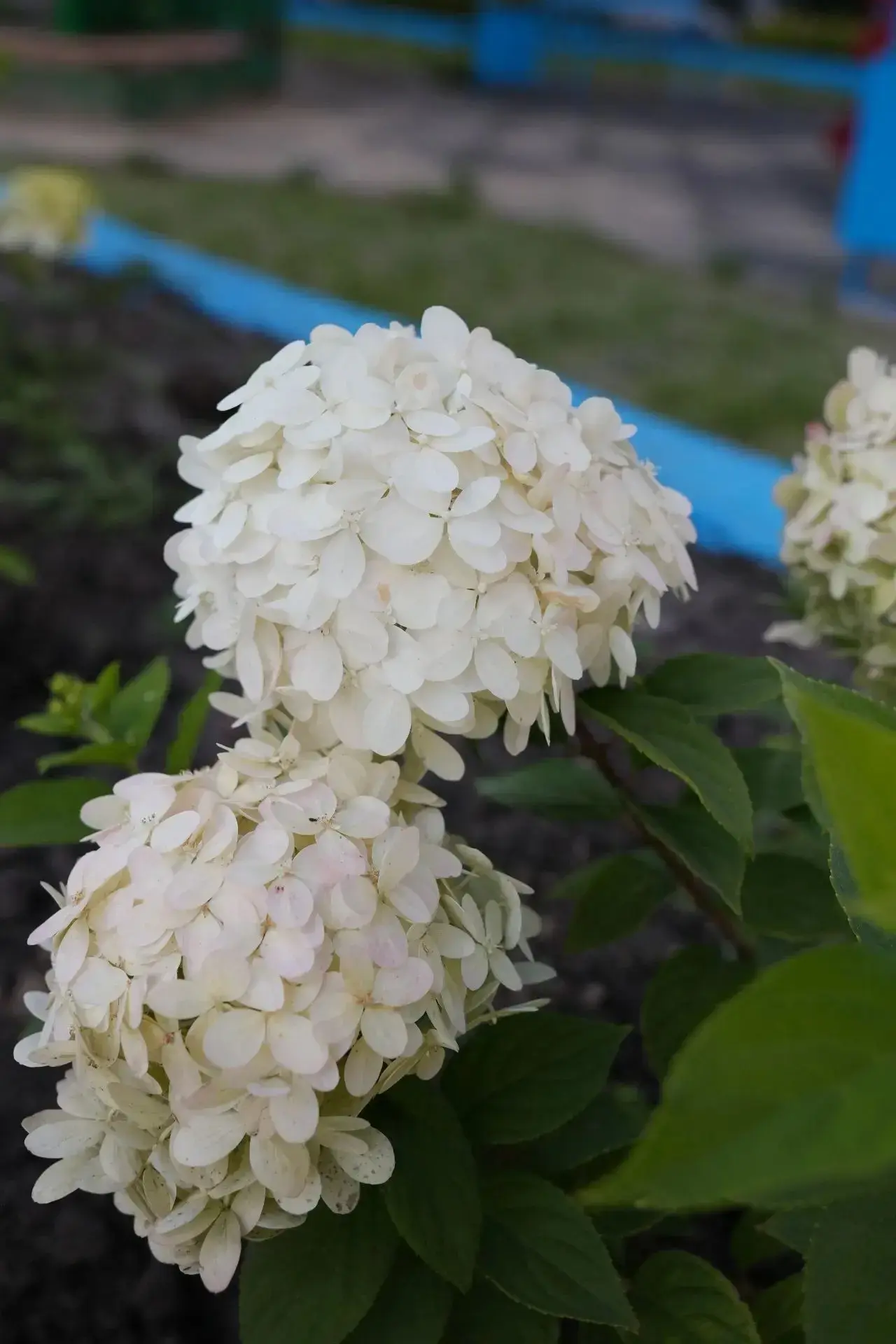 Многолетние растения — по желанию жителей 🌿