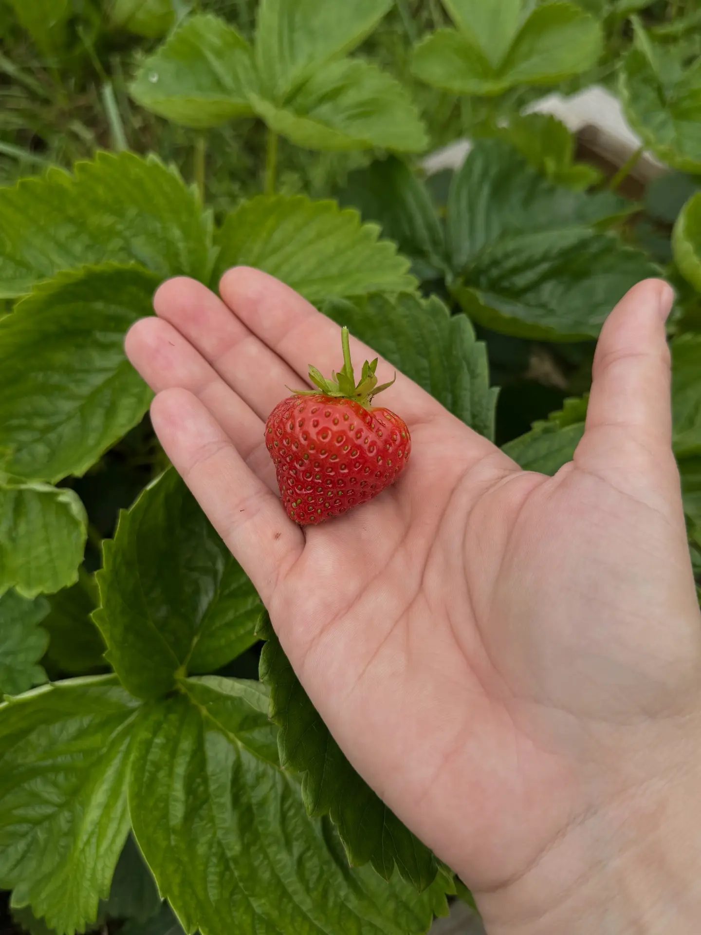 мой первый урожай!🍓

Поспела моя клубника, которую мы посадили с Тоней в мае, съели две первые ягод