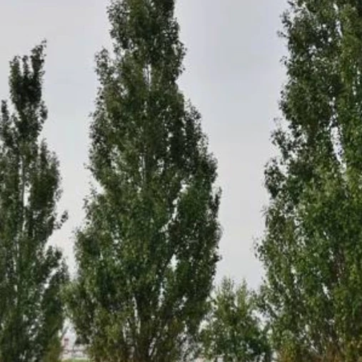 Большой парк построят в Заозерном.  Новое общественное пространство появится возле 16 микрорайона ря