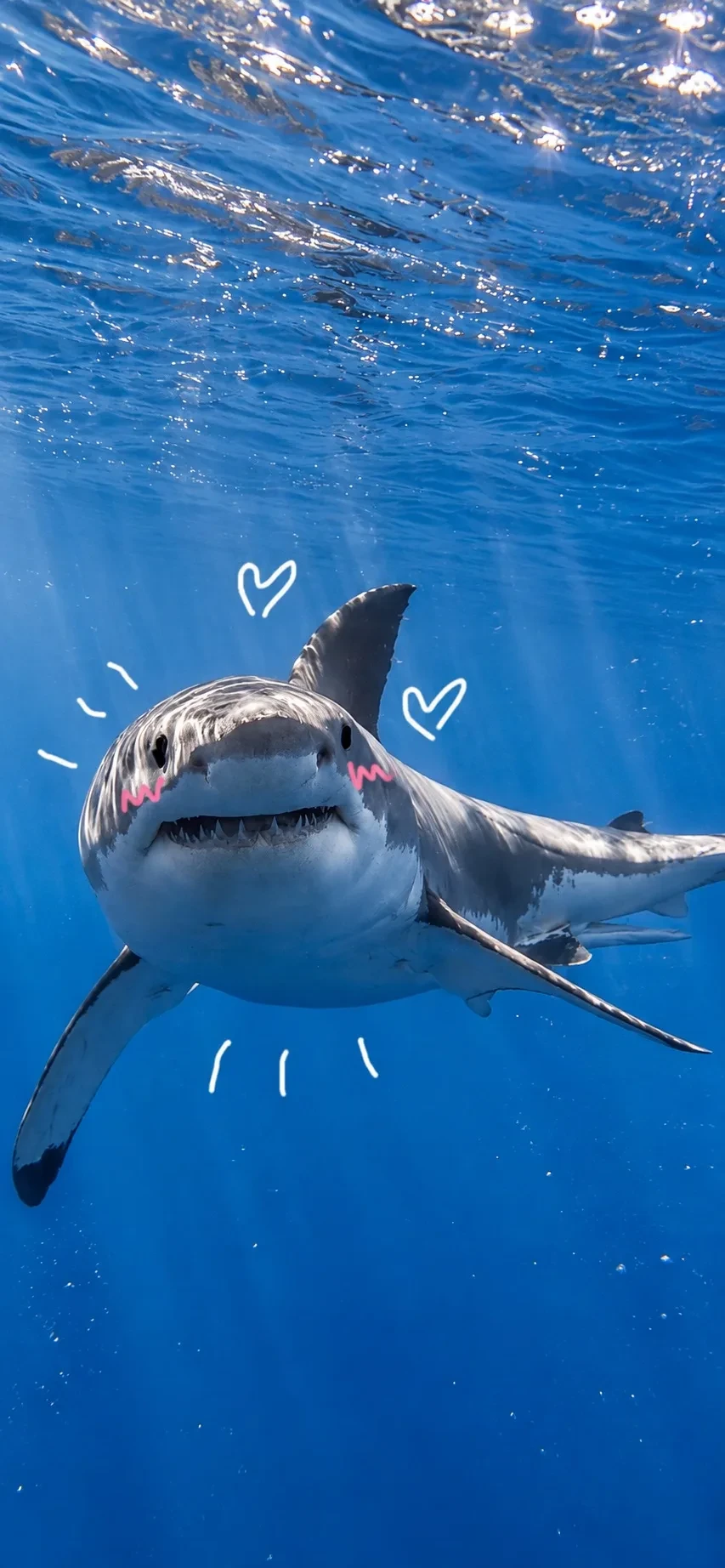 Милые обои с акулами 🦈