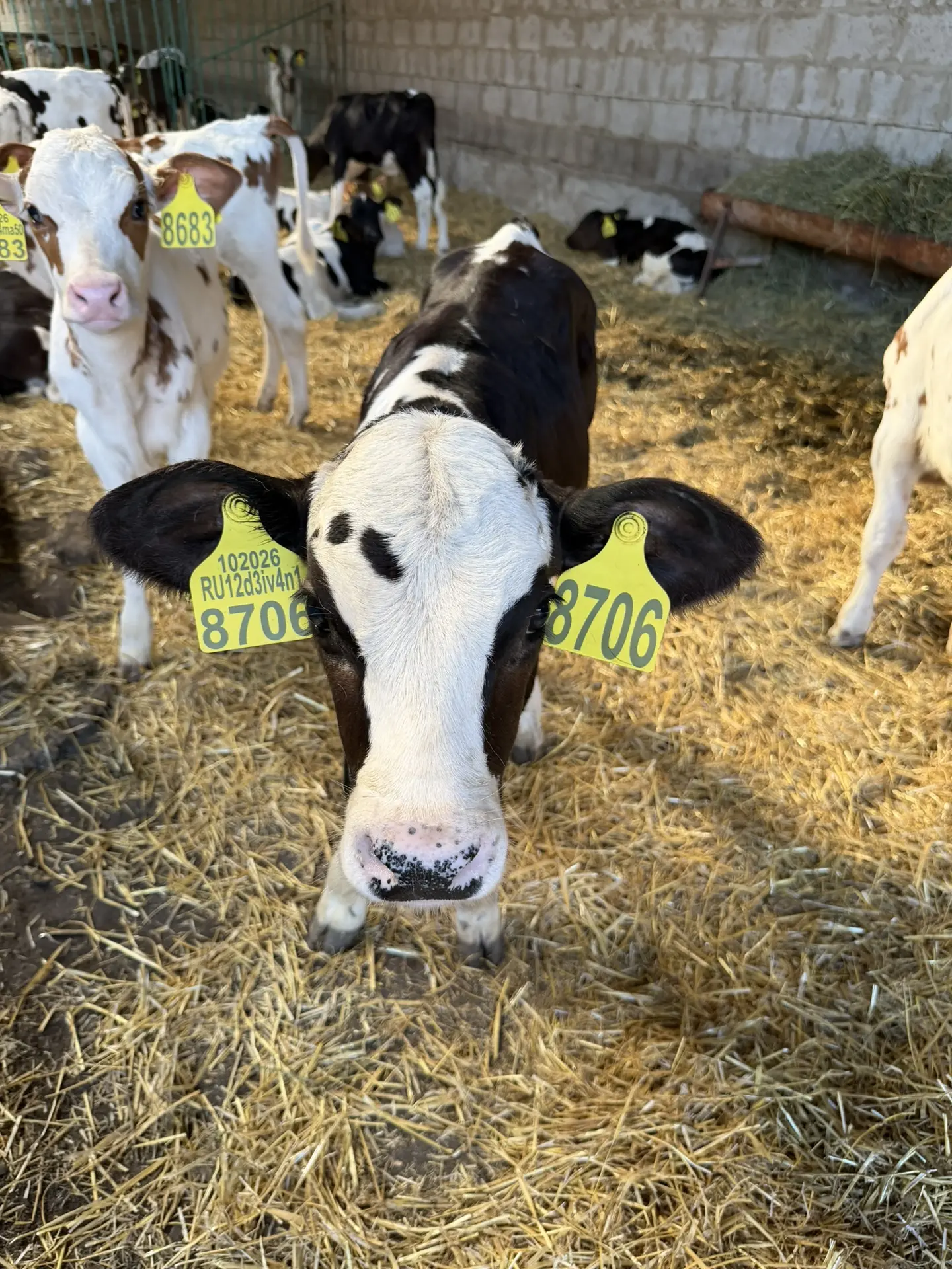 На нашей ферме пополнение! 🐮✨