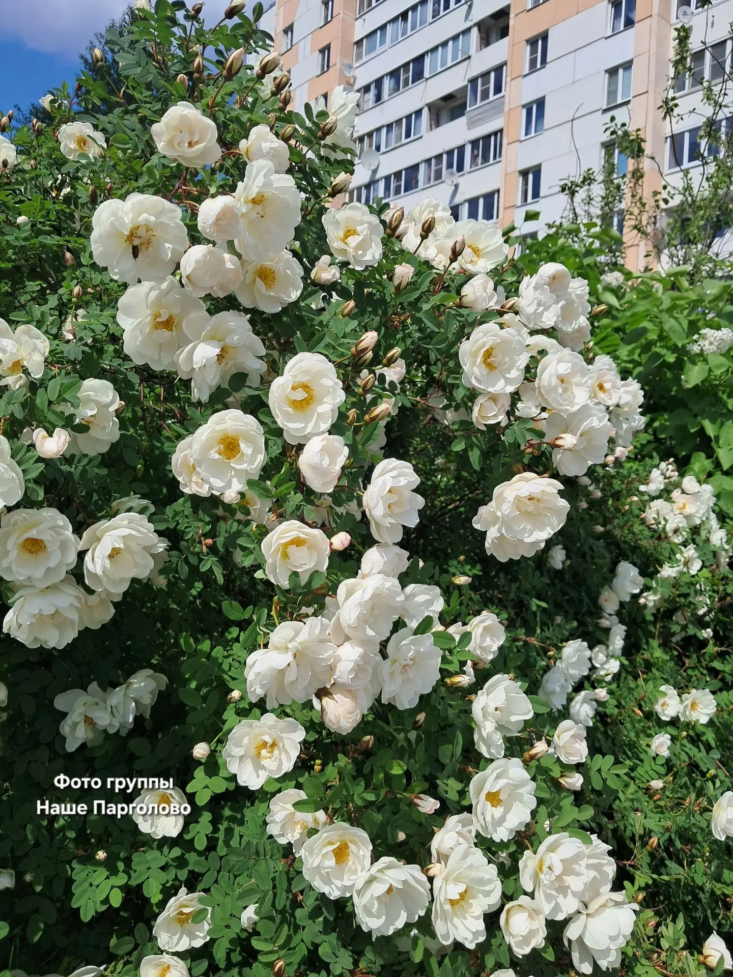 Белоснежное цветение в Пригородном.
