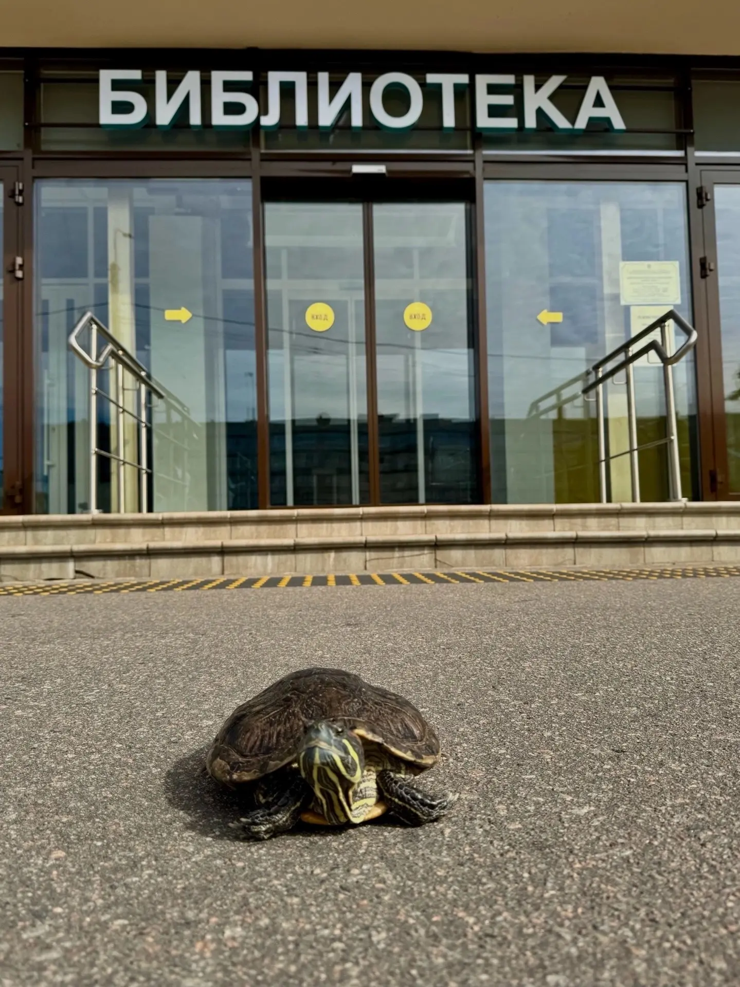 Черепашка Ракушка - житель нашей районой библиотеки🐢📚