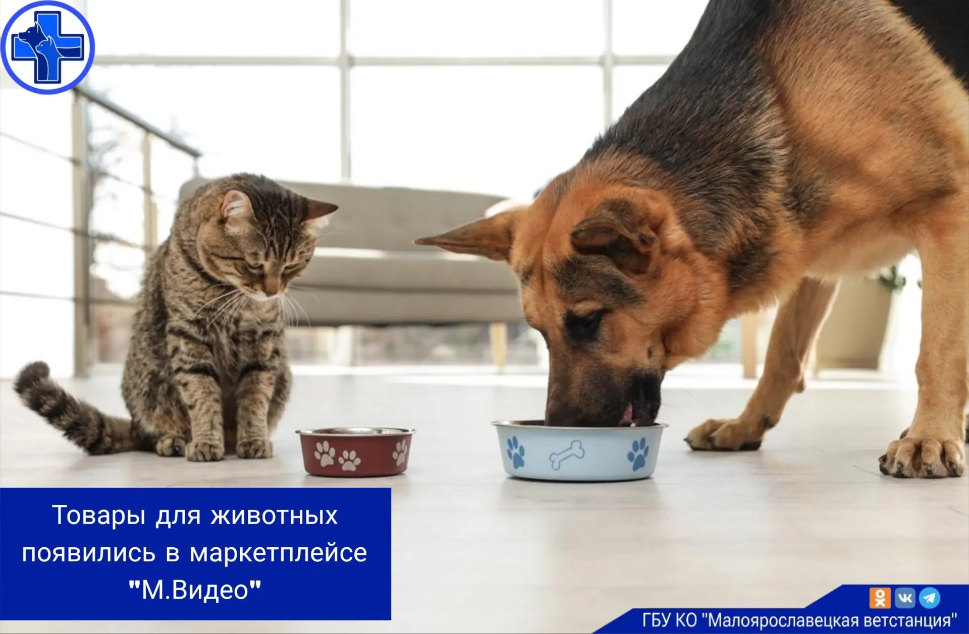 Сеть «М.Видео» запустила продажу зоотоваров на собственном маркетплейсе. Сейчас там дос...