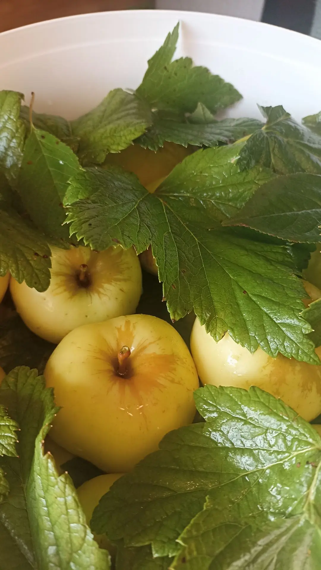 Приехали в деревню мочить Антоновку🍏😋.  А вы любите моченые яблочки? 🍏☺