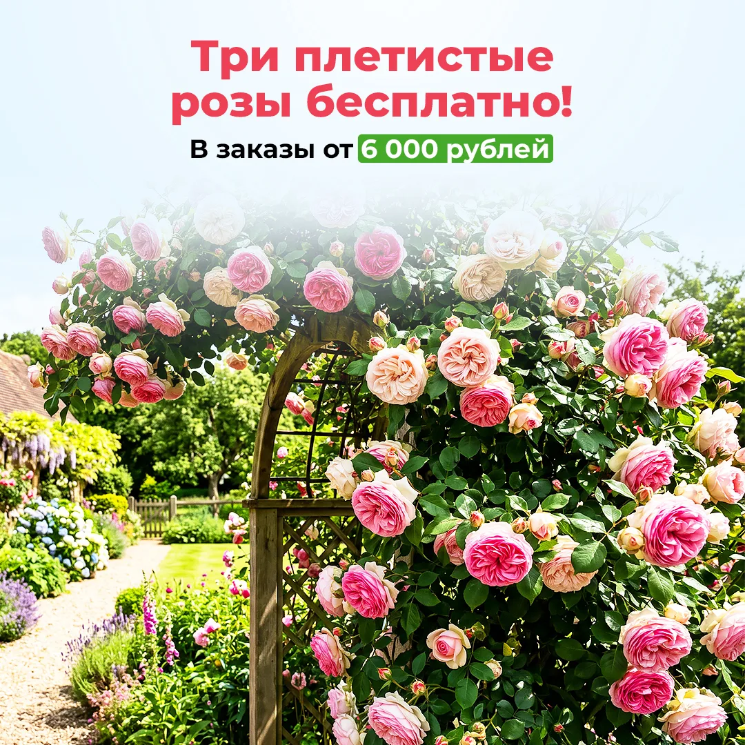 Три плетистые розы бесплатно! В заказы от 6 000 рублей!