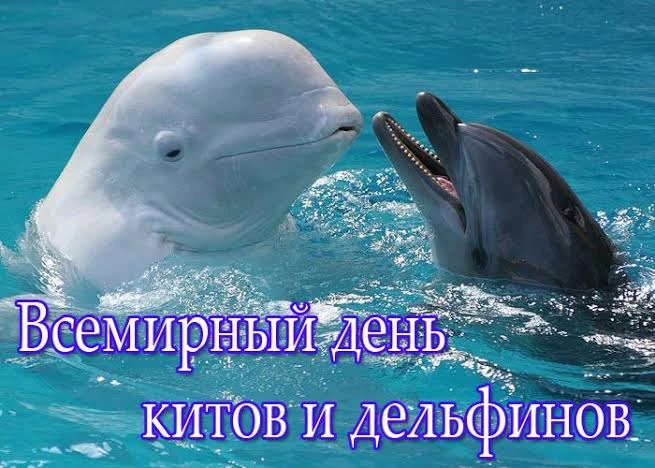 23 июля-Всемирный день китов и дельфинов!Этот праздник был учрежден в 1986 году, когда Международная