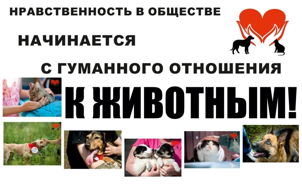 🐕Каждый день мы встречаем животных – наших верных друзей, соседей по планете, которые дарят нам безу