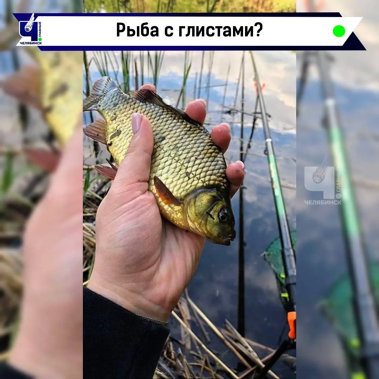 🐟 На челябинских озерах рыбаки массово находят зараженную рыбу