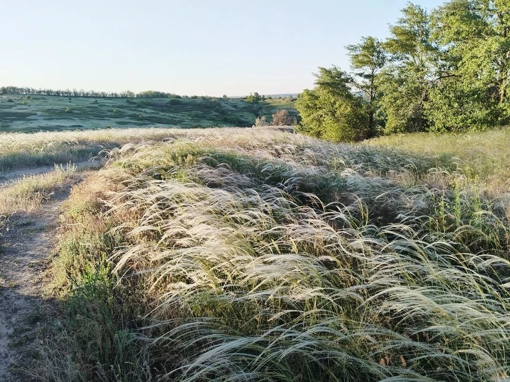 🌾 Седые волны Дона: майское очарование степи  ☘️ Май… чудесные солнечные деньки накануне Троицы. Дон