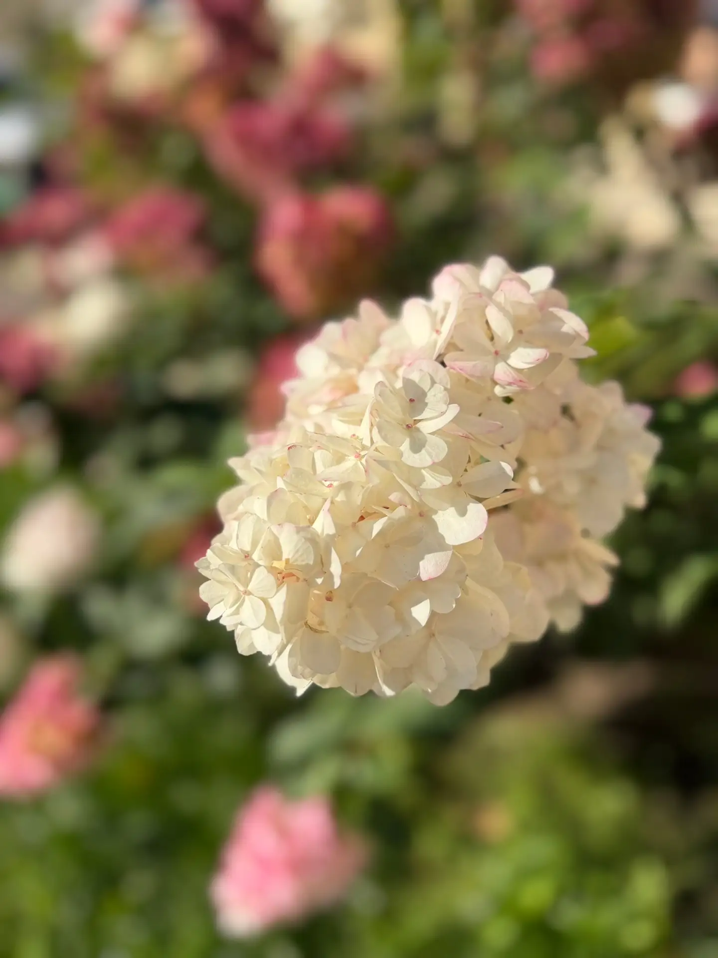 Хорошего дня! 🌸