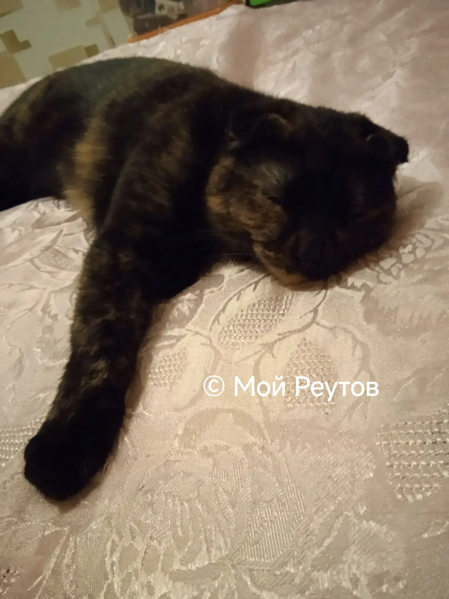 Нашлась наша Котя! Уже Дома!))) Спасибо неравнодушным людям!!❤️

#отподписчиков
#Реутов