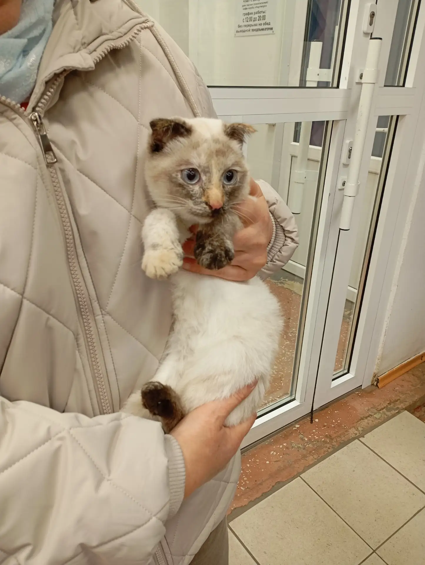 К магниту на Северной улице подкинули кошечку , в октябре стерилизуем , ищем любящую се...