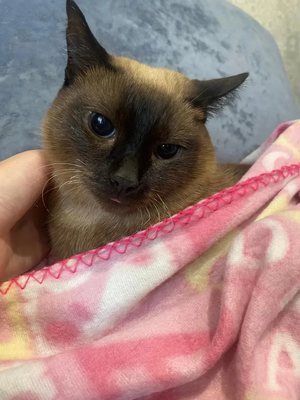 🐾 Кот-нянька и главный контролёр. Удивительная жизнь Саймона в семье! 🥰   Друзья, сегодня мы хотим п