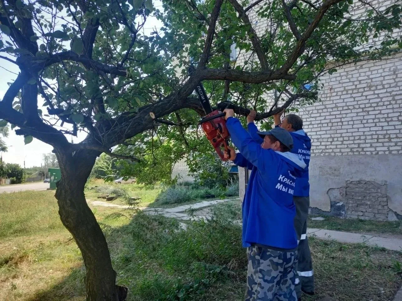 Волонтёры спилили разросшееся дерево во дворе участника СВО