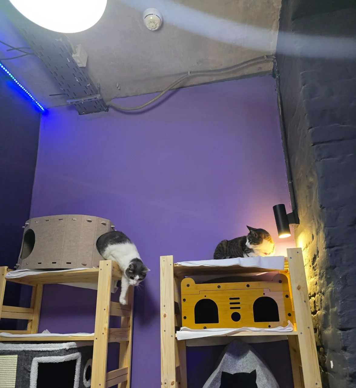 #котофейЭдмонд хотел перейти из домика на другой стеллаж, но #котофейФифочка отвоевала ...