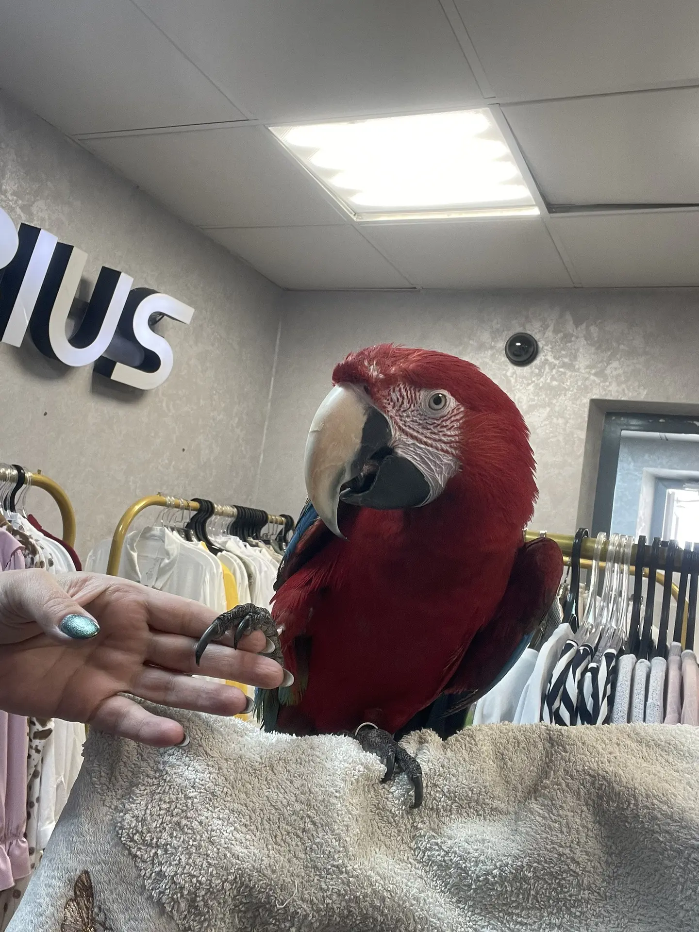 Наш самый экзотичный гость 🦜