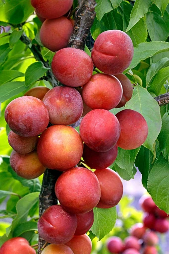 🍑 Слива «Вега» 🌿✨

Есть сорта, которые сразу западают в сердце: стоит увидеть эту тёмно-красно-к