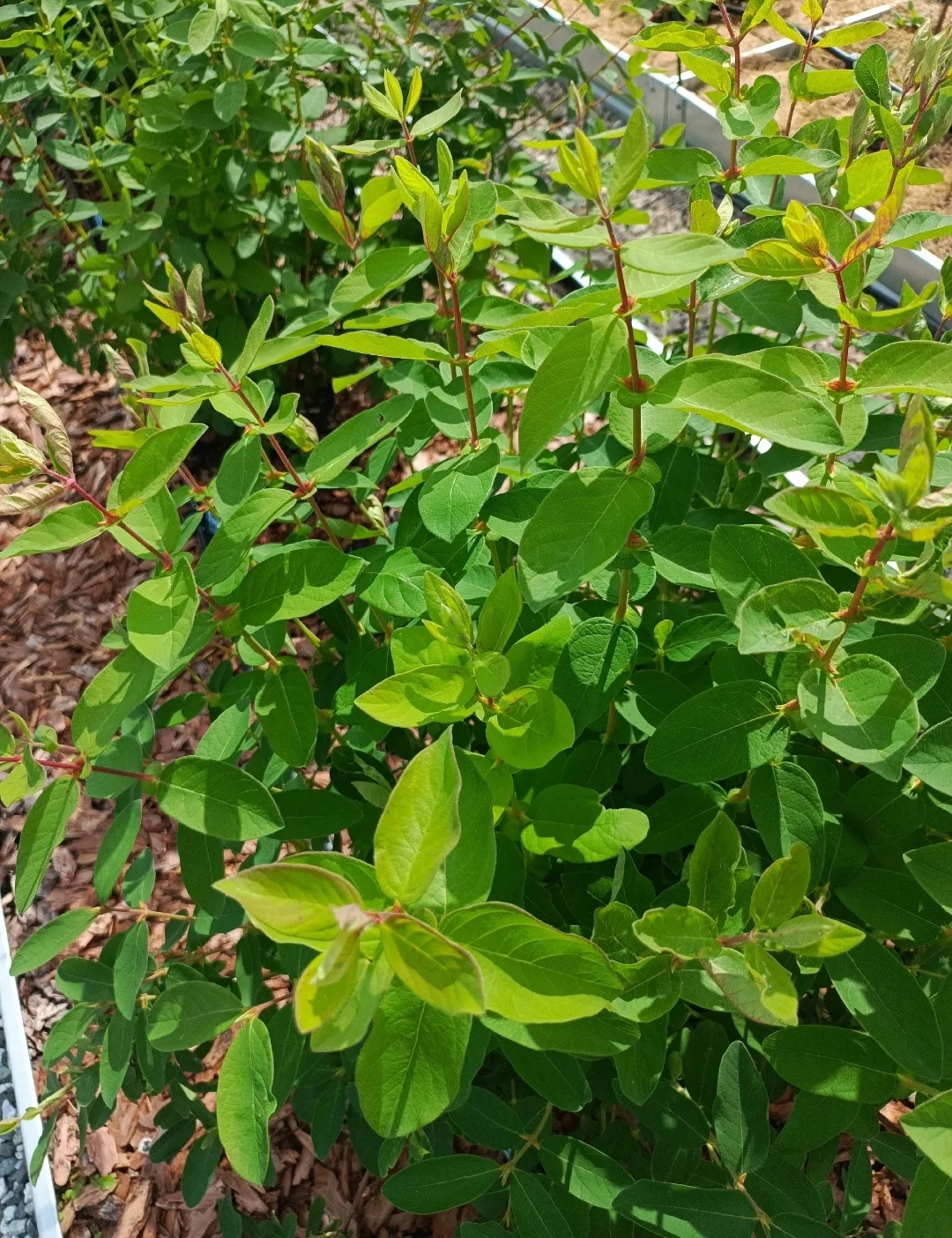 🌿Размножение жимолости