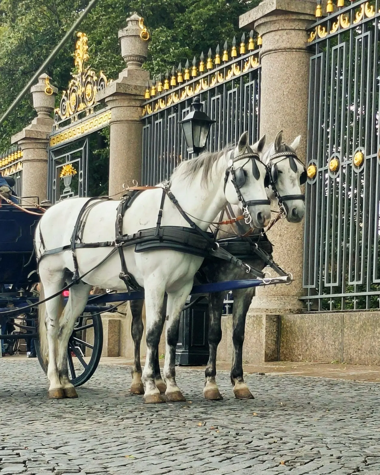 🤩 Кони из Царского села снялись в фильме!