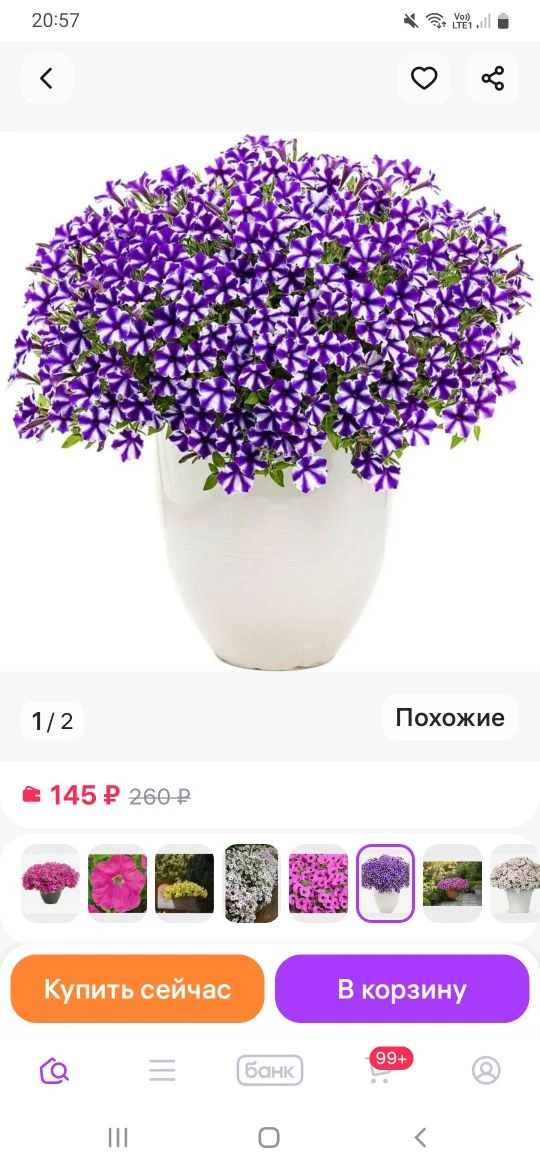 ❗️❗️❗️❗️❗️❗️❗️❗️❗️ Осторожно: семена вегетативных петуний — ловушка для цветоводов  В последнее врем