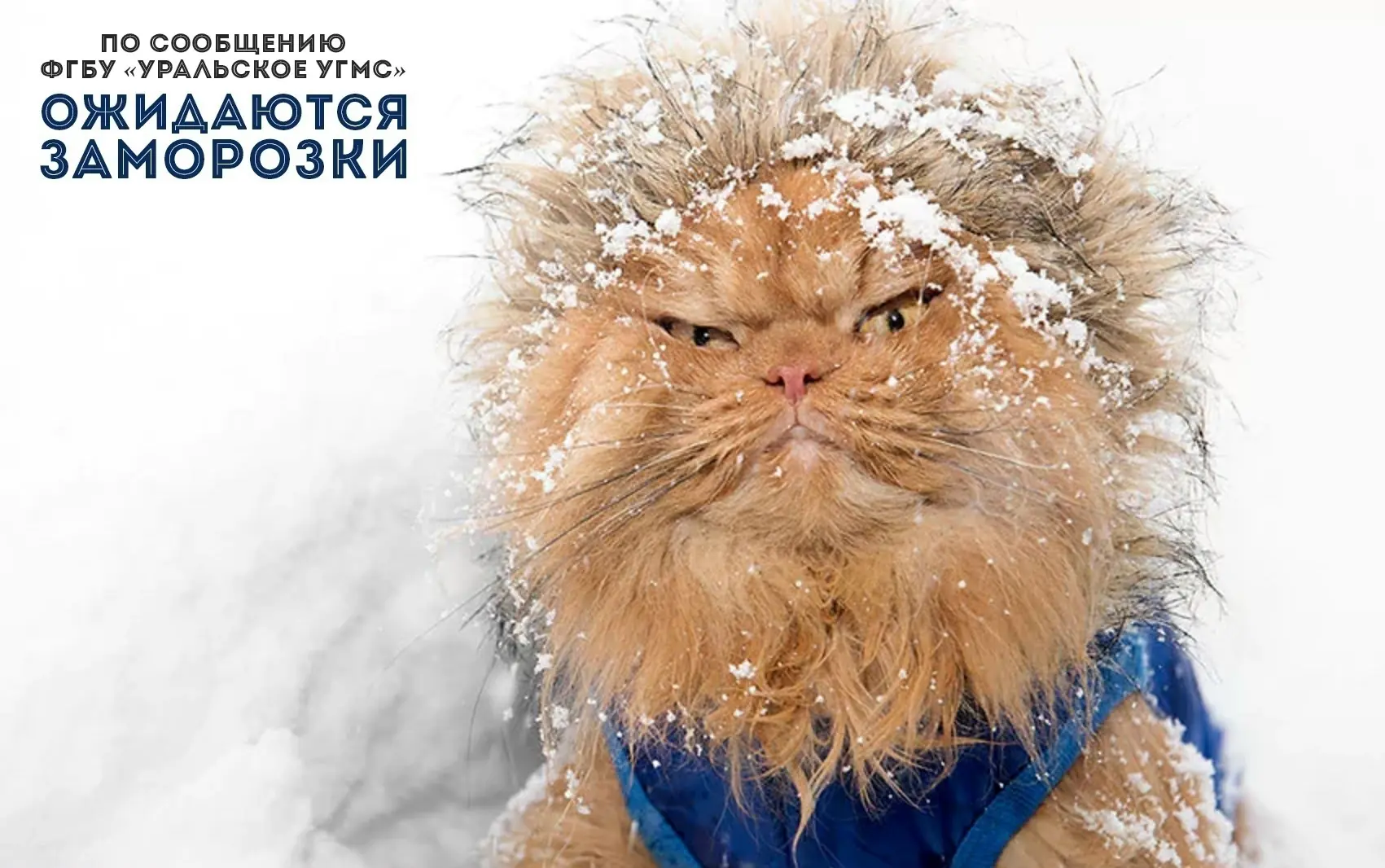 ❄ СИНОПТИКИ ПРОГНОЗИРУЮТ ЗАМОРОЗКИ