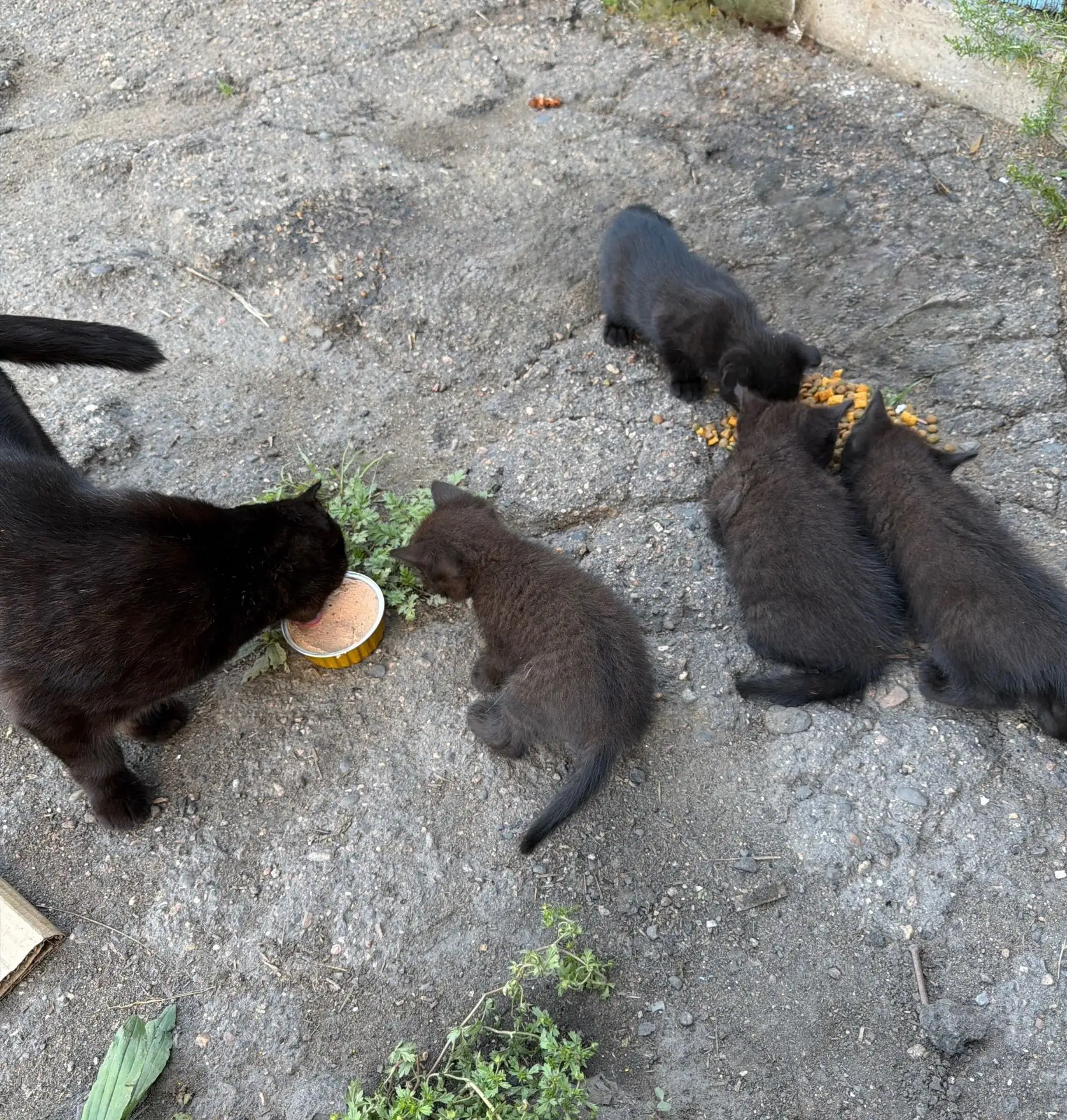 Котята ищут дом 🥺