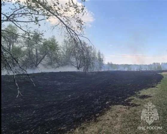 Сухая трава — не мусор, а угроза: почему палы приводят к катастрофам