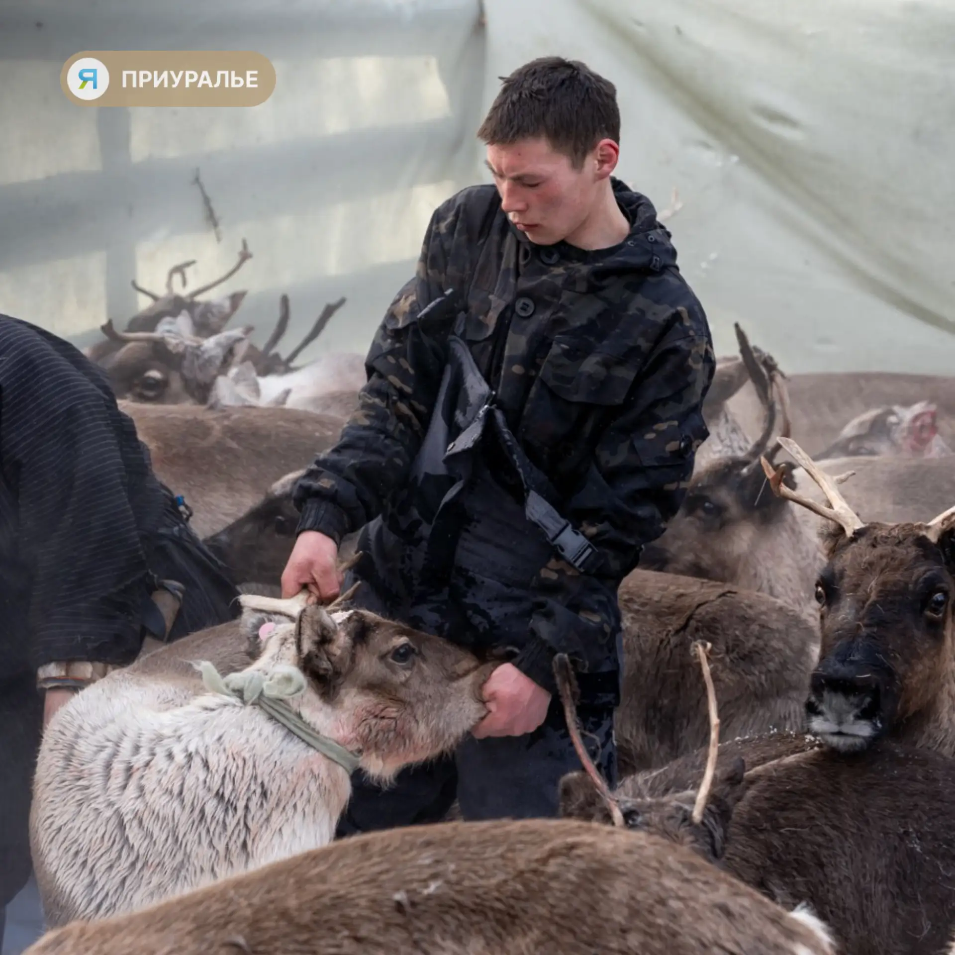 💥В Приуралье десятиклассники будут учиться оленеводству
