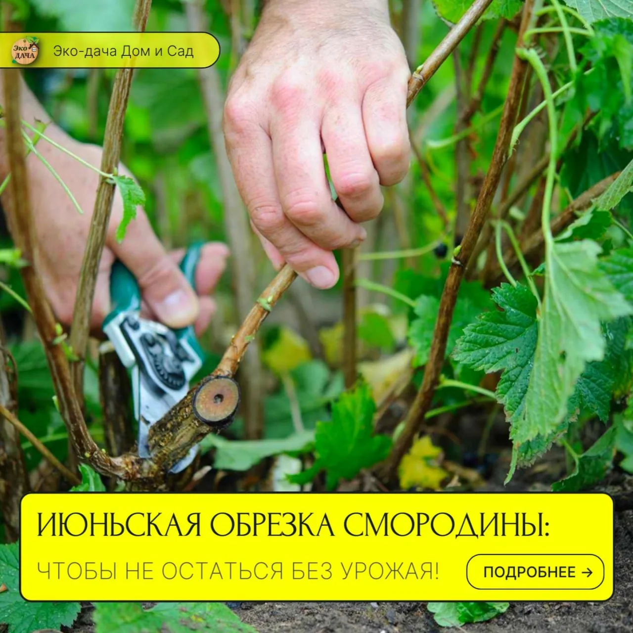 Июньская обрезка смородины: чтобы не остаться без урожая! ✂️🌿