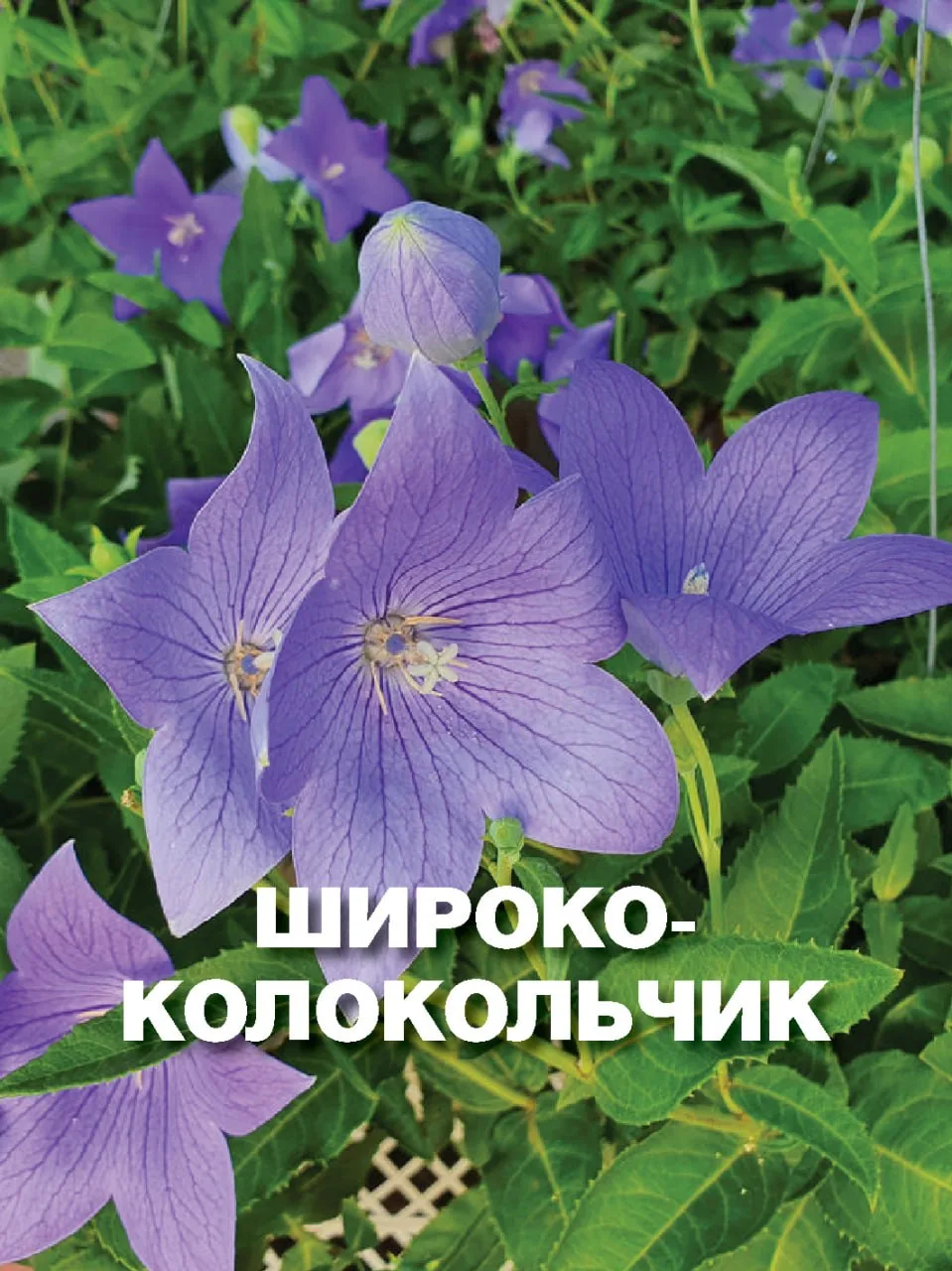 🪻6 цветов, которые легко перепутать с колокольчиками