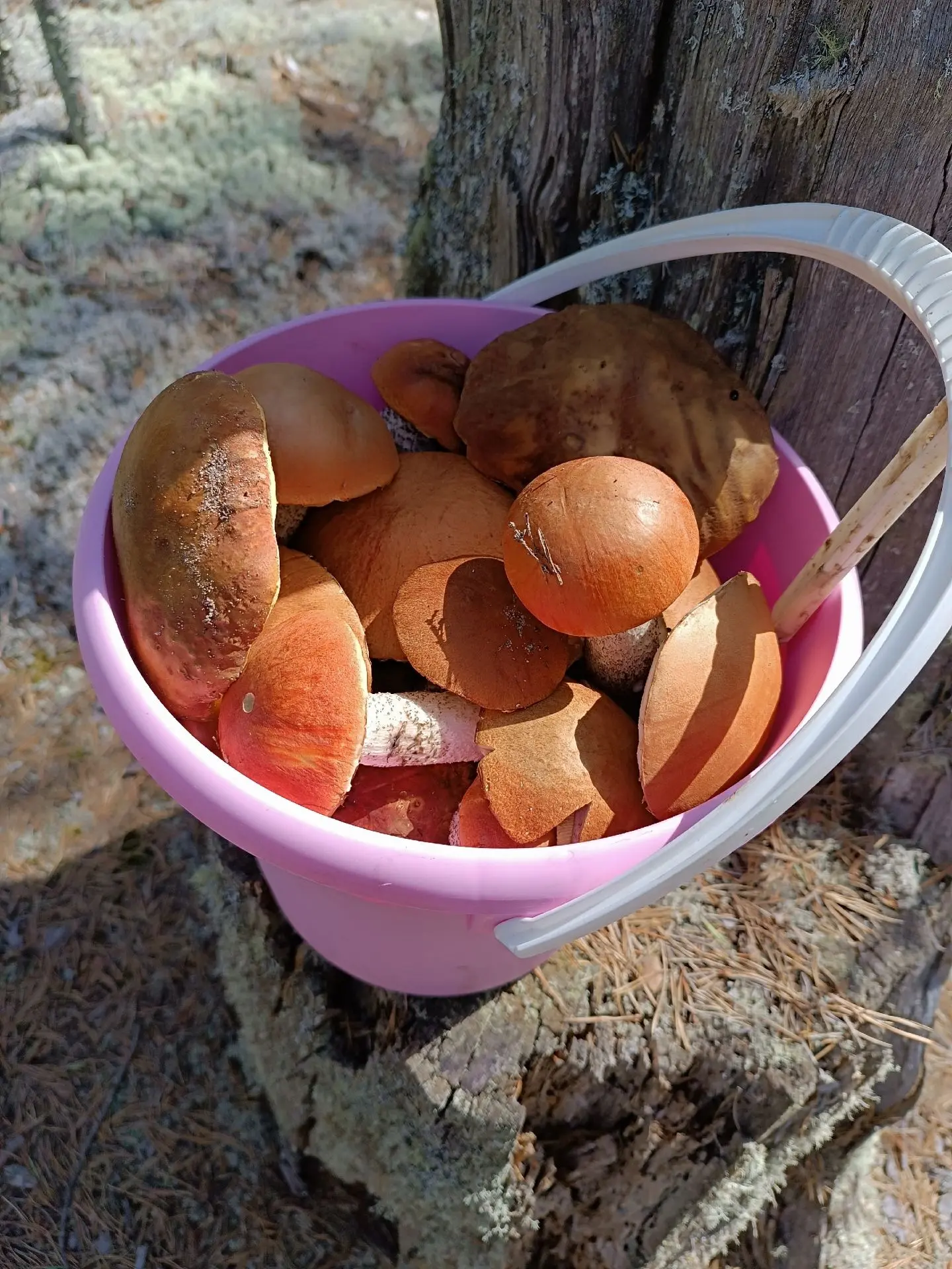 Ни дня без грибочков 🍄‍🟫 Архангельская область г. Котлас
От Татьяны Кулагиной