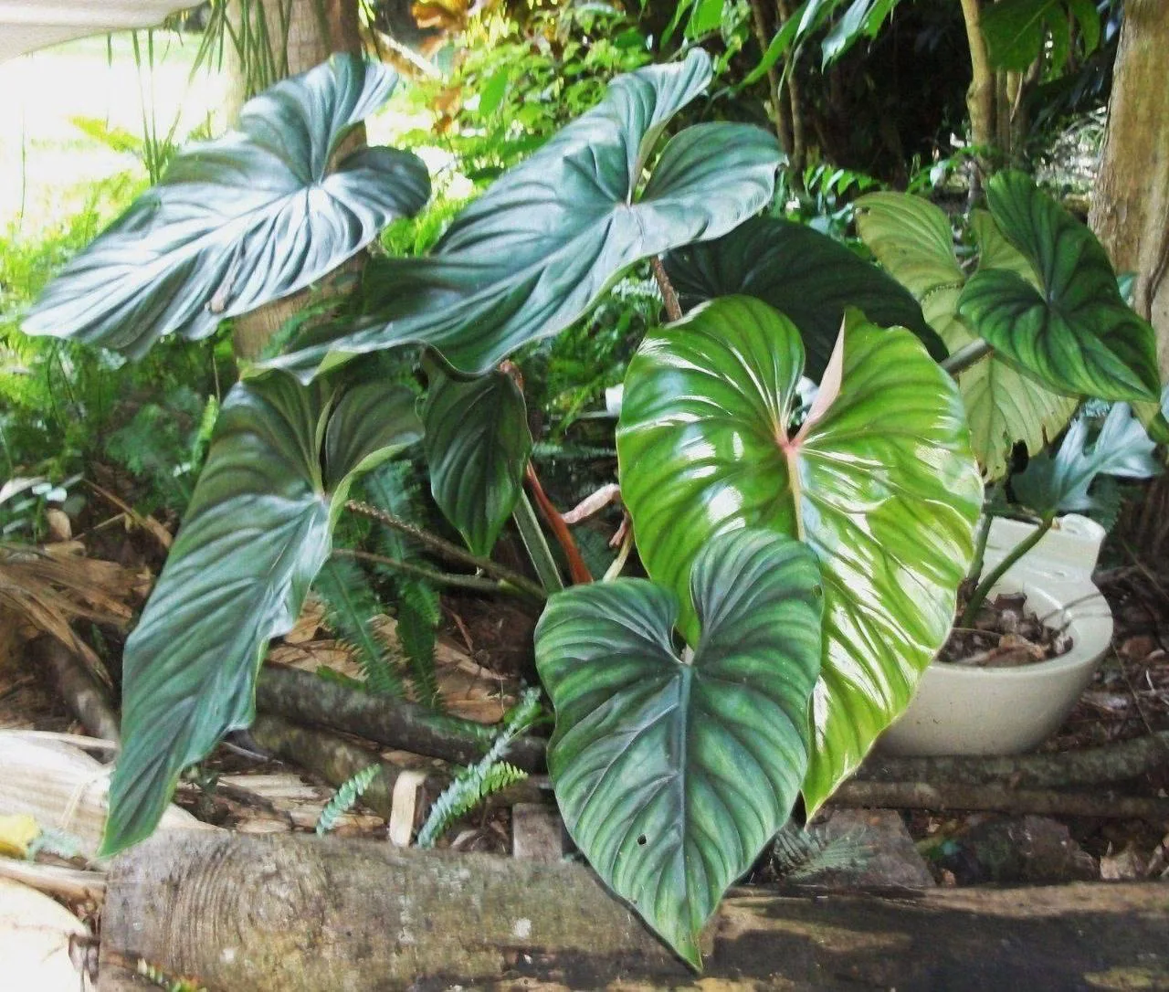 #Филодендрон Плоумана / Philodendron plowmanii
