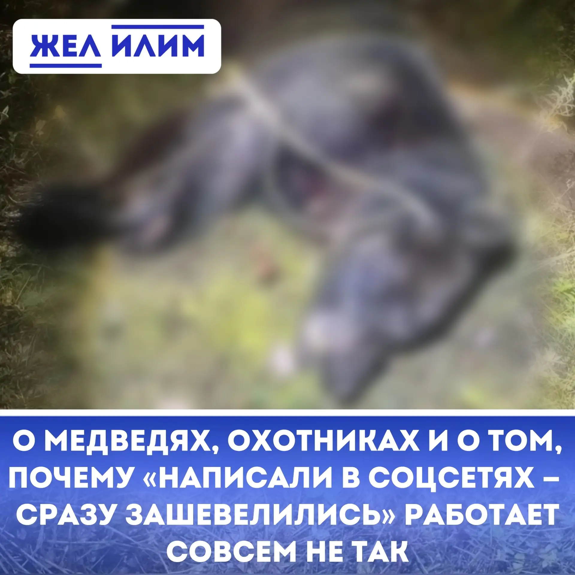 🐻 О медведях, охотниках и о том, почему «написали в соцсетях — сразу зашевелились» раб...
