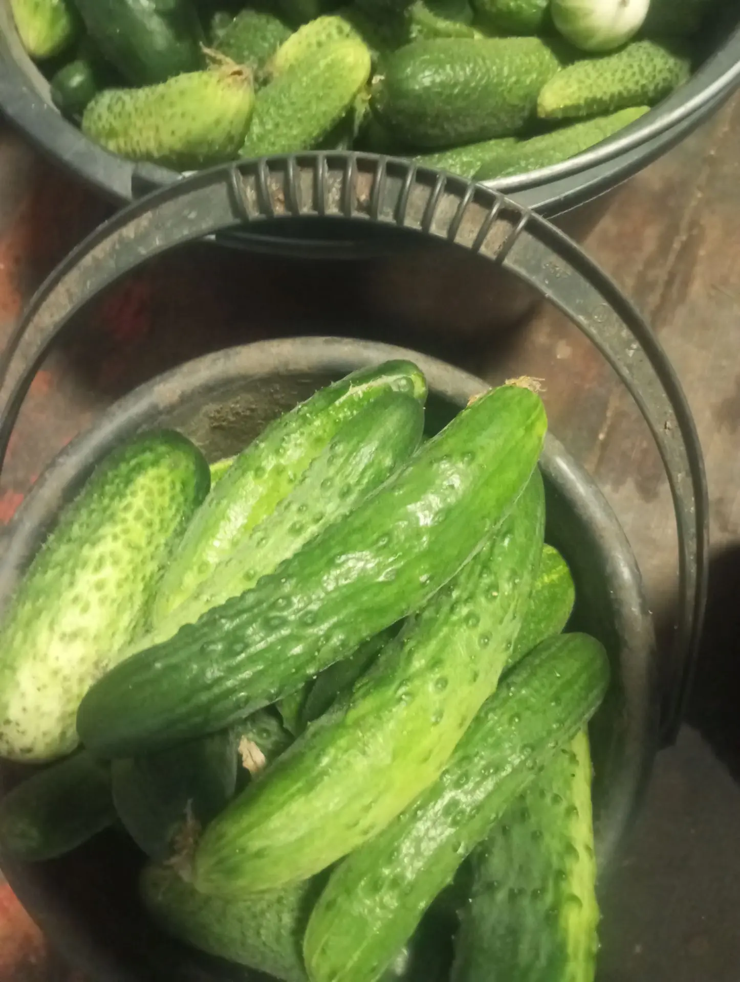 Сезон пошёл🥒🥒🥒 июль 2026 Ура
