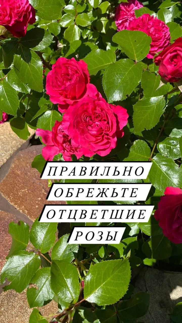 Отцветают розы. Как правильно обрезать? 

Цветут наши розочки 🌹🌹🌹, мы обрезаем только отцветшие ц