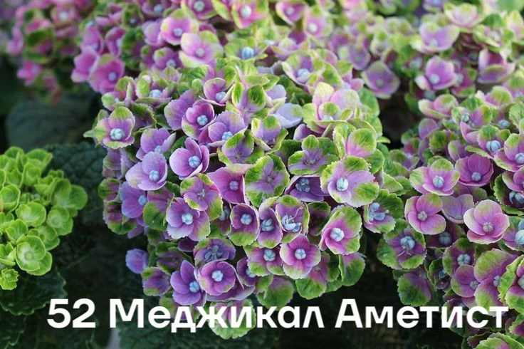 Собрала новый каталог на укоренение черенки гортензий в 0,5 л