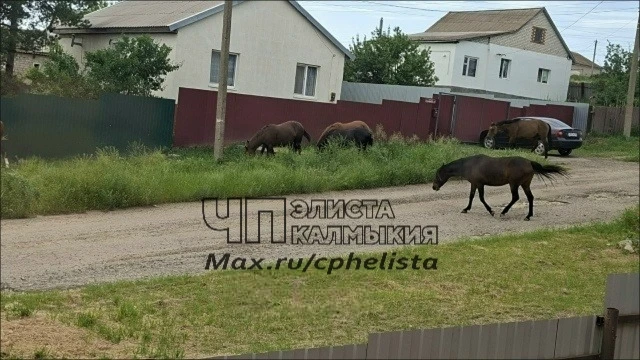 ❗️Хозяину лошадей, которые беспризорно пасутся по Северо-западу, ваши лошади пожирают в...