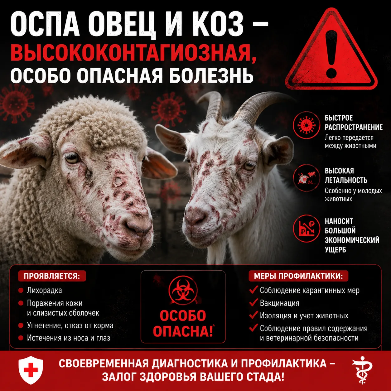 Оспа овец — высококонтагиозная болезнь, характеризующаяся лихорадкой и образованием в э...