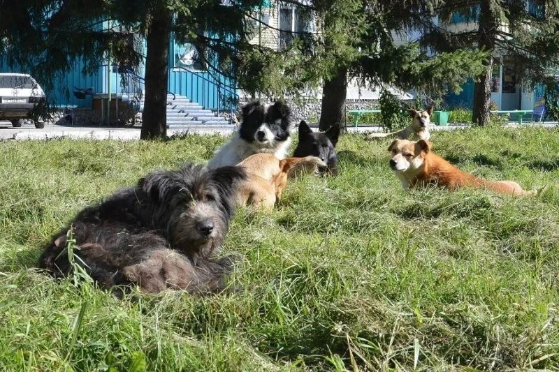 В Бердске выросло число случаев сальмонеллёза и укусов животных  С начала года в городе зарегистри