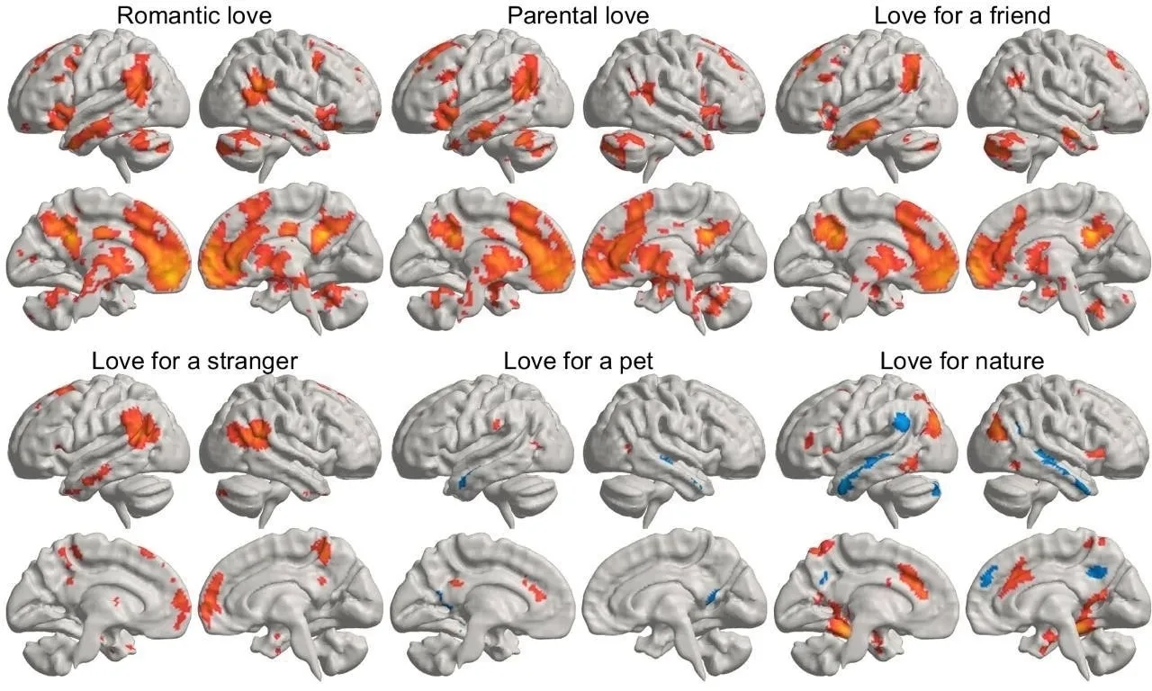 🧠  ЗОНЫ МОЗГА КОТОРЫЕ АКТИВИЗИРУЮТСЯ ЛЮБОВЬЮ