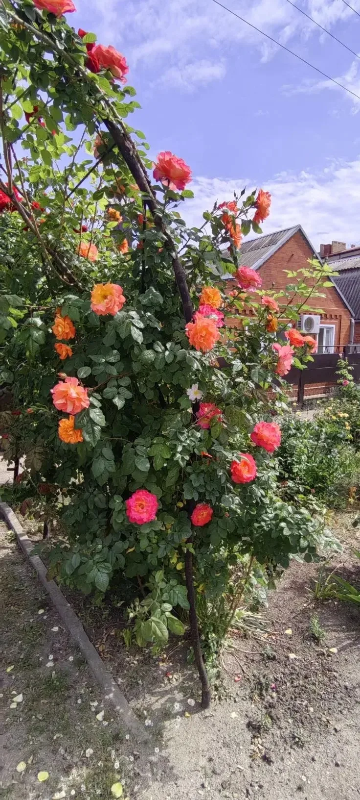 🌹Когда в городе зацветают розы, улицы словно оживают новой, особенной красотой  Воздух наполняется т