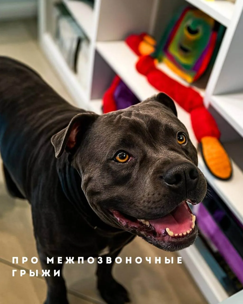 Это болезнь, сопровождающееся смещением ядра межпозвонкового диска в позвоночный канал.