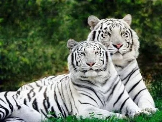 🐯 Сегодня мы решили подробнее изучить вопрос о тиграх и подготовили для вас интересную информацию, 