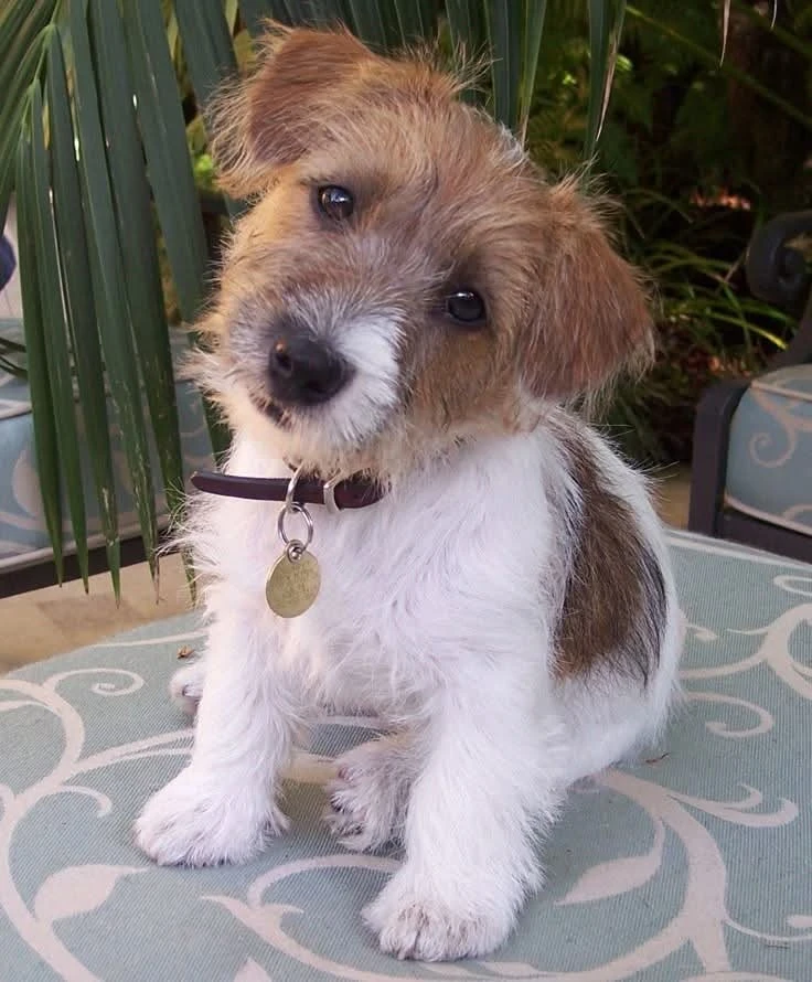 Щен 🤎🐾