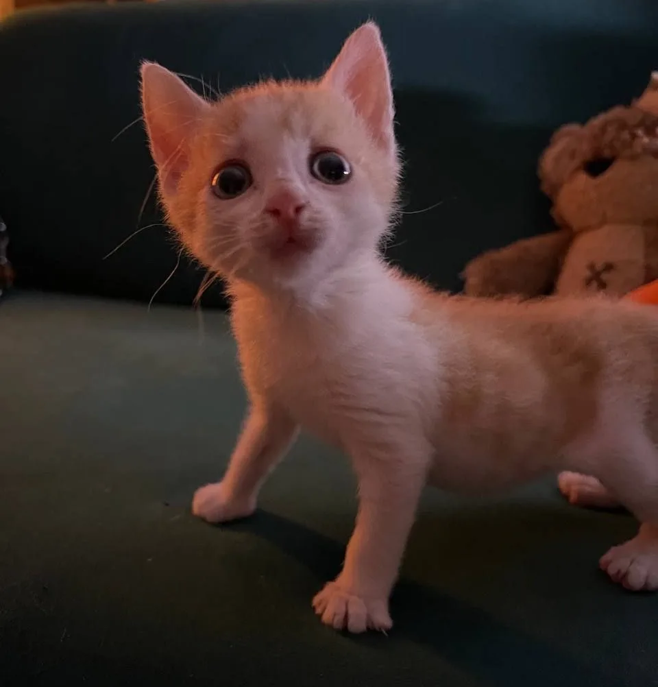 удивили котика