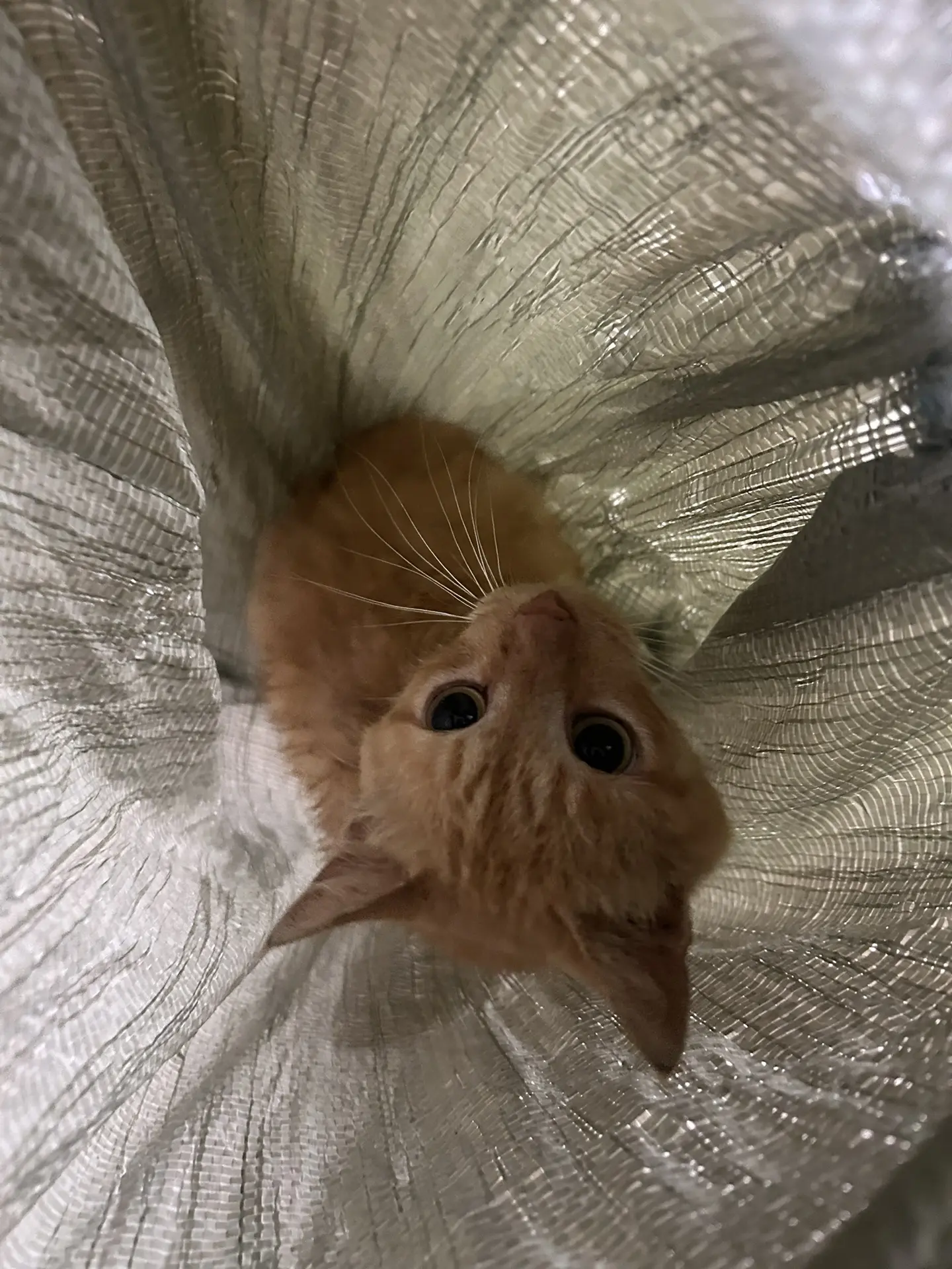 Утро началось с кота в мешке..