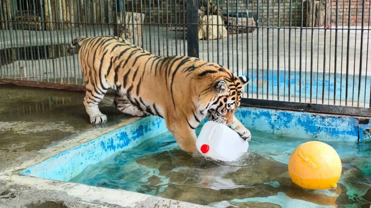 🐯 В Самарском зоопарке отмечают День тигра: здесь живут амурский тигр Амур и белый бенгальский Барф
